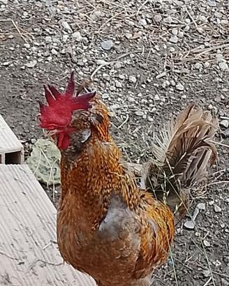 Gallo padovano