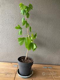 Ginkgo biloba giapponese