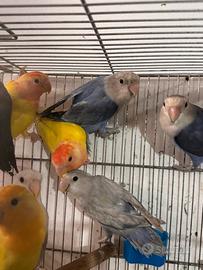 Pappagallini inseparabili roseicollis