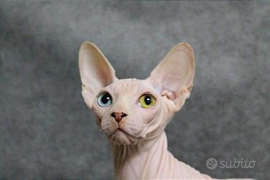 splendido Canadian Sphynx 