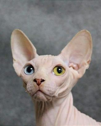 splendido Canadian Sphynx 
