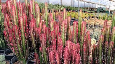 Piantina di euphorbia rubra 