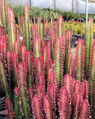Piantina di euphorbia rubra 