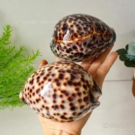 Conchiglie