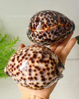 Conchiglie