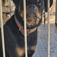 Femmina rottweiler 24 mesi pedigree enci