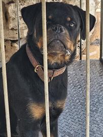 Cucciola rottweiler 9 mesi pedigree enci