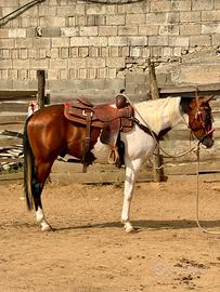Cavallo PAINT HORSES