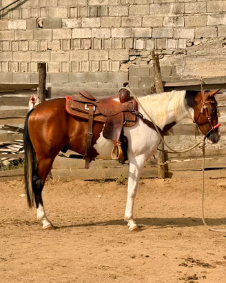 Cavallo PAINT HORSES