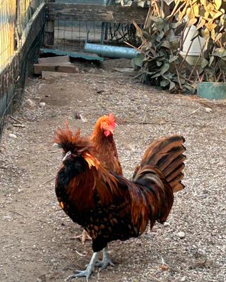 Gallo padovano