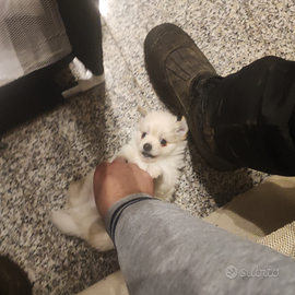 Volpino italiano Gioiosa Marea