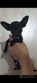 Cucciola Chihuahua