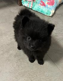 Cuccioli volpini di Pomerania