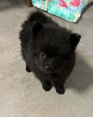 Cuccioli volpini di Pomerania