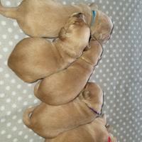 Cuccioli Golden Retriever