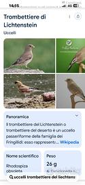 Trombettiere del Liechtenstein