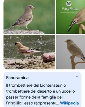 Trombettiere del Liechtenstein