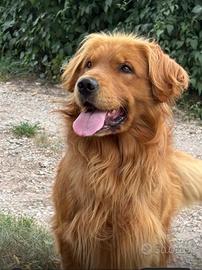Cuccioli Golden Retriever Linea Americana con Pedi