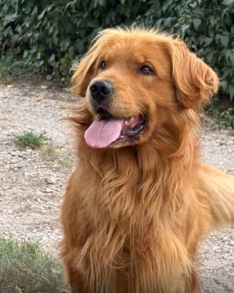 Cuccioli Golden Retriever Linea Americana con Pedi