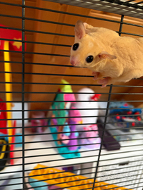 Coppia di petauri dello zucchero