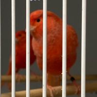 Canarini varie tipologie