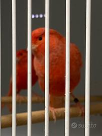 Canarini varie tipologie