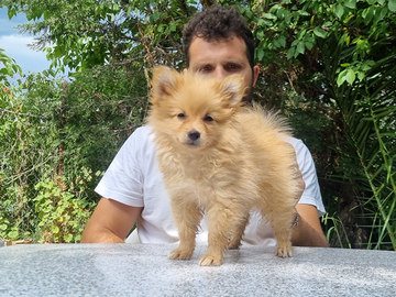 Cuccioli Maschi Volpino