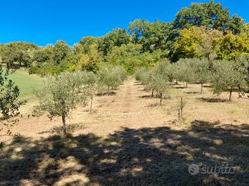 Terreno con Uliveto e bosco