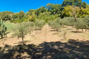 Terreno con Uliveto e bosco