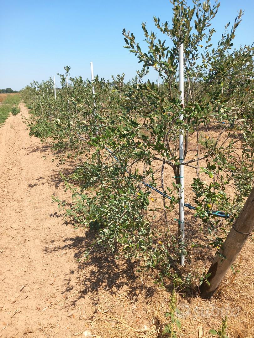 Oliveto con casetta - Vista 2