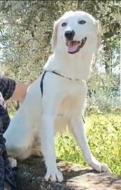 Terence/Noemi splendidi aspettano DA OLTRE 4ANNI