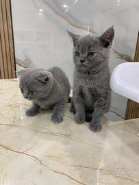 Cuccioli Scottish Fold