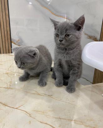 Cuccioli Scottish Fold