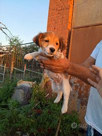Jack Russell