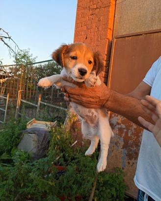 Jack Russell