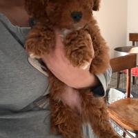 Barboncino Barboncina