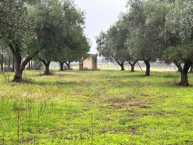 Pozzo artesiano + fondo rustico