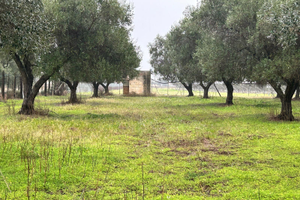 Pozzo artesiano + fondo rustico