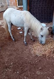 Pony