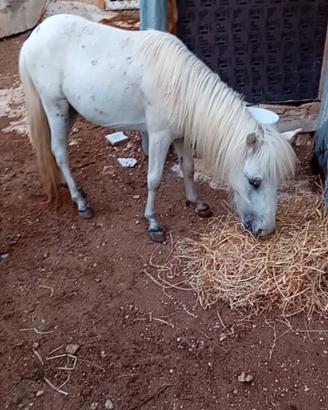 Pony