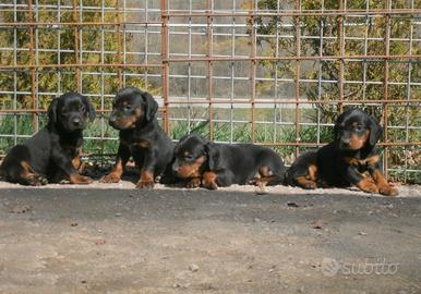 Cuccioli slovensky kopov