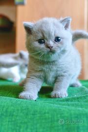 BRITISH Shorthair cucciolo