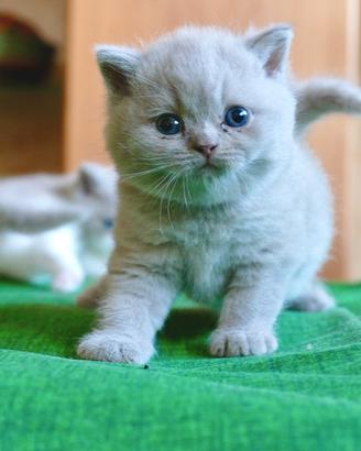 BRITISH Shorthair cucciolo