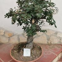 bonsai mini albero da frutto 