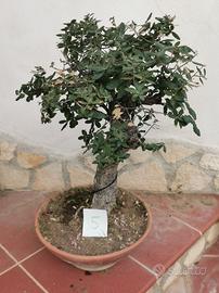 bonsai mini albero da frutto 