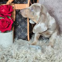 Bassotto arlecchino nano