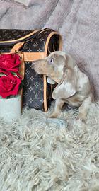 Bassotto arlecchino nano