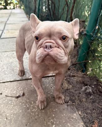 Bulldog francese