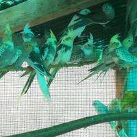 Calopsite vari colori