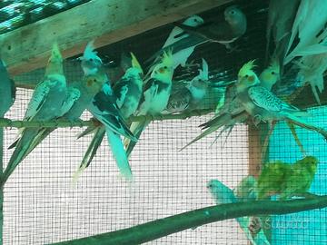 Calopsite vari colori